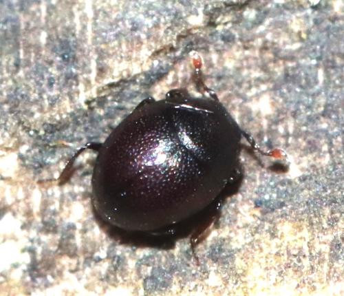 Abraeus sp.